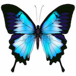 papillon